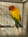 Sun conure adult male